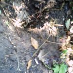 imag0291